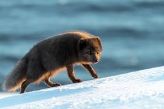 Polarfuchs - Island Westfjorde März 2018