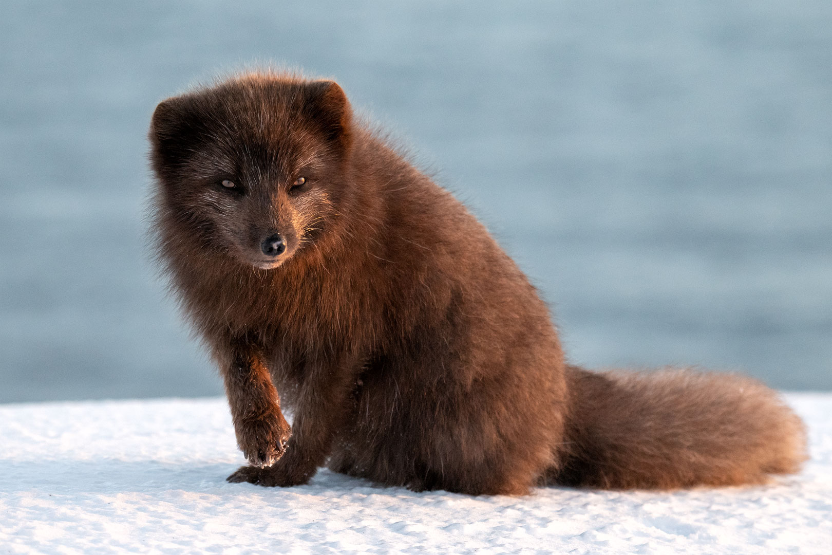 Polarfuchs, Islands einziges Landraubtier