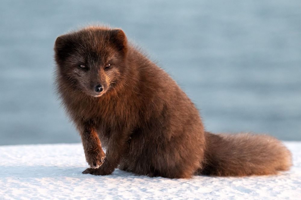 Polarfuchs, Islands einziges Landraubtier