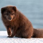 Polarfuchs, Islands einziges Landraubtier