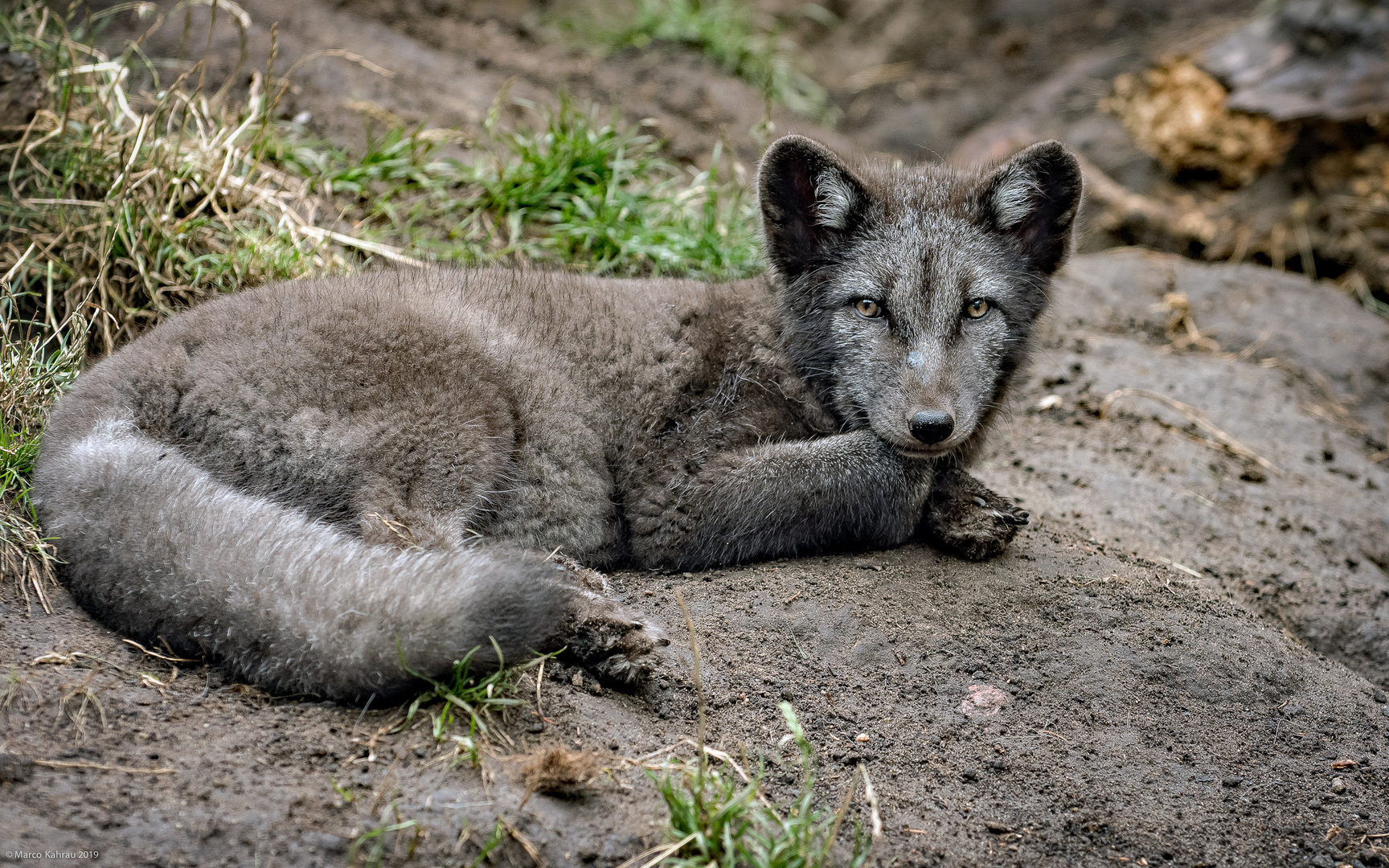 Polarfuchs (Jungtier)