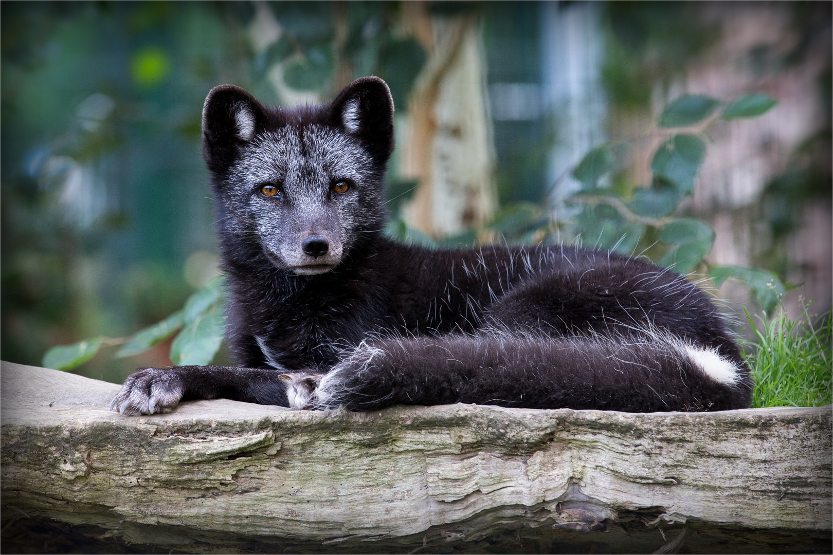 Polarfuchs mit Sommerfell