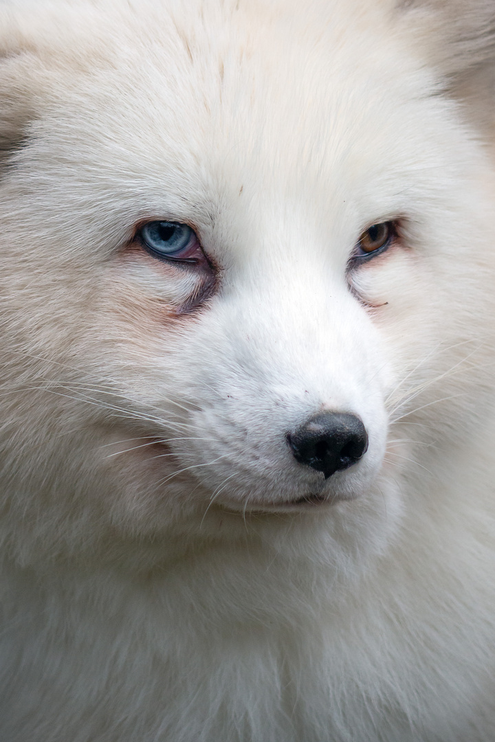 Polarfuchs mit zwei Augenfarben