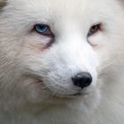 Polarfuchs mit zwei Augenfarben