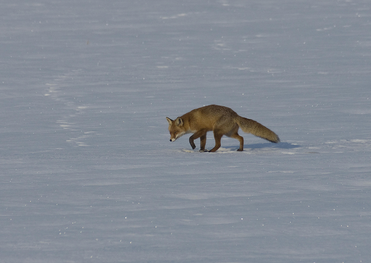 Polarfuchs müßte man sein