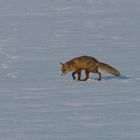 Polarfuchs müßte man sein