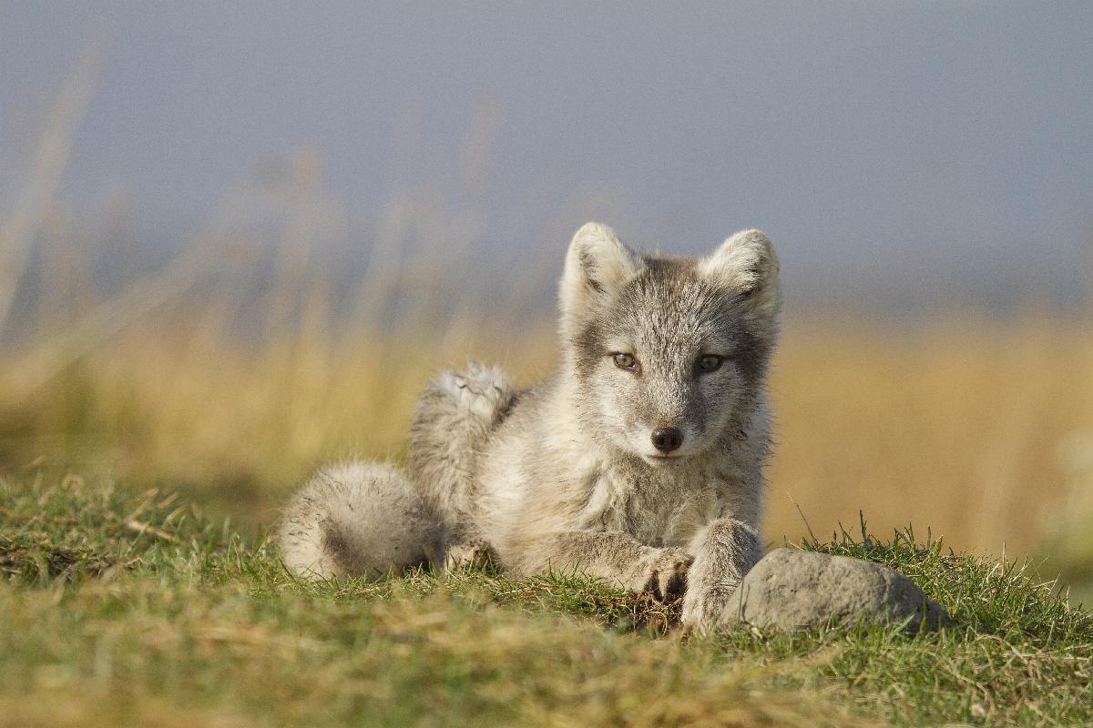 Polarfuchs nimmt ein Sonnenbad