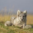 Polarfuchs nimmt ein Sonnenbad