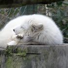 Polarfuchs, polar fox, Vulpes lagopus, -2-