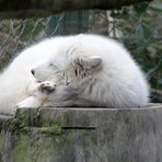 Polarfuchs, polar fox, Vulpes lagopus, -2-