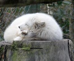 Polarfuchs, polar fox, Vulpes lagopus, -2-