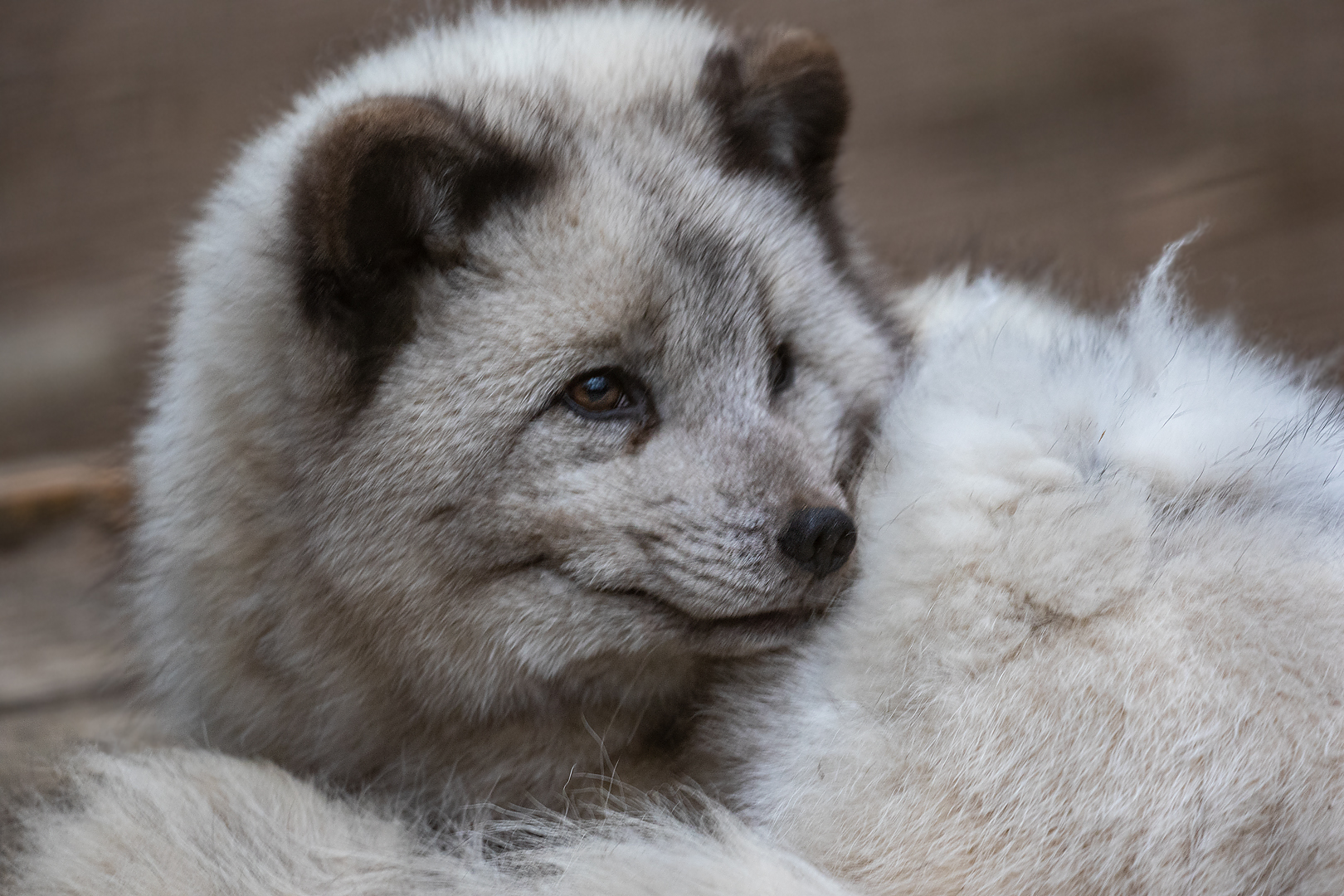 Polarfuchs-Portrait 002