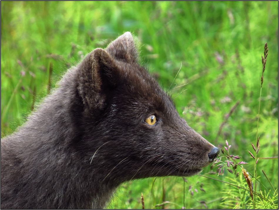 Polarfuchs-Portrait