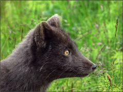 Polarfuchs-Portrait