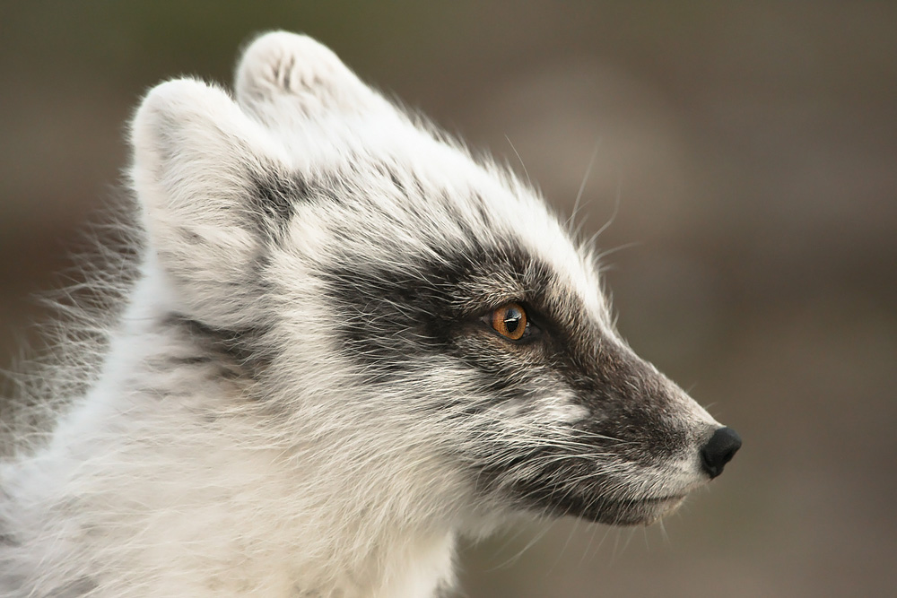 Polarfuchs portrait