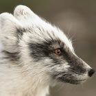 Polarfuchs portrait