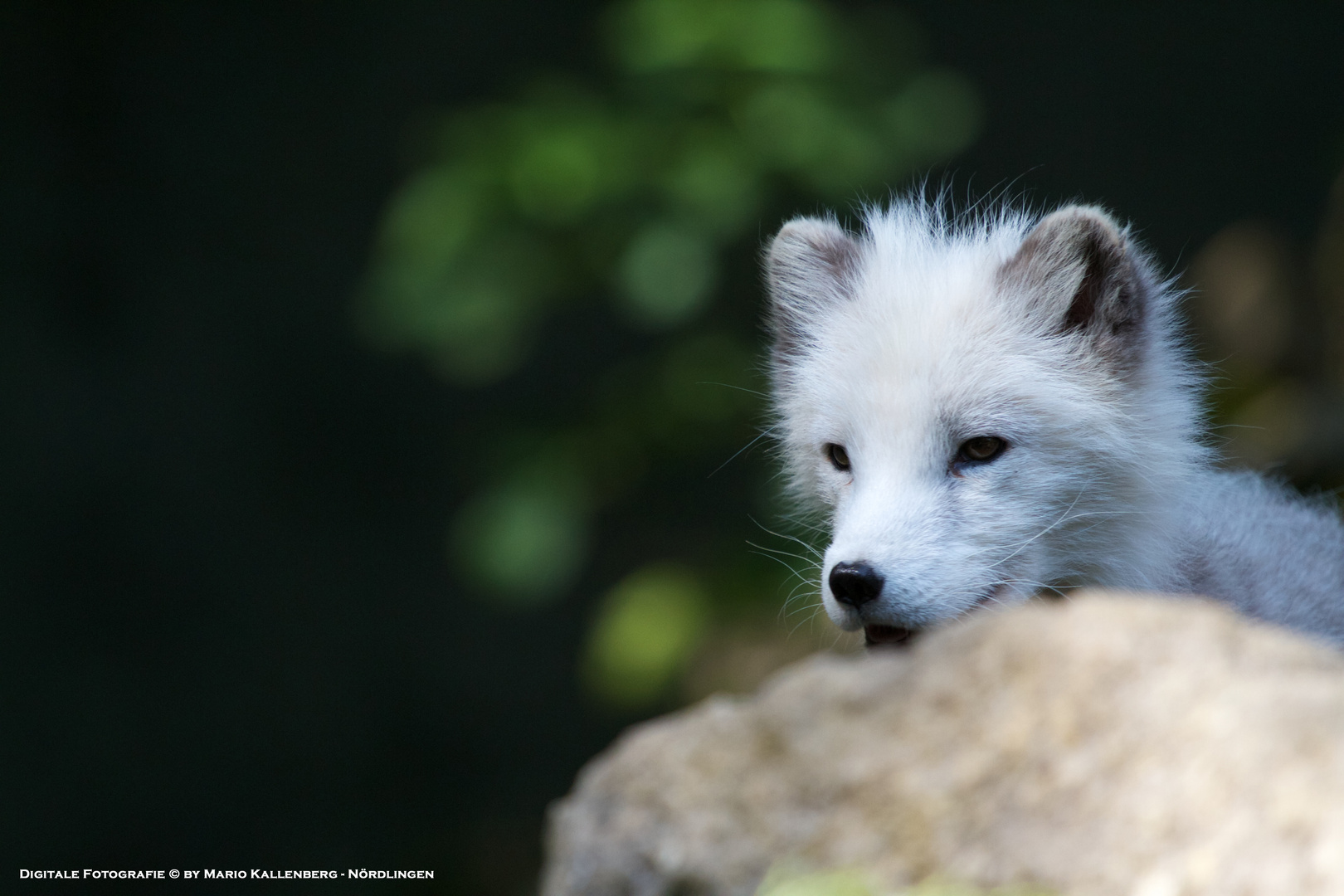 Polarfuchs (Vulpes lagopus)