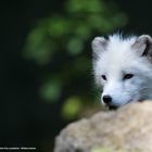 Polarfuchs (Vulpes lagopus)