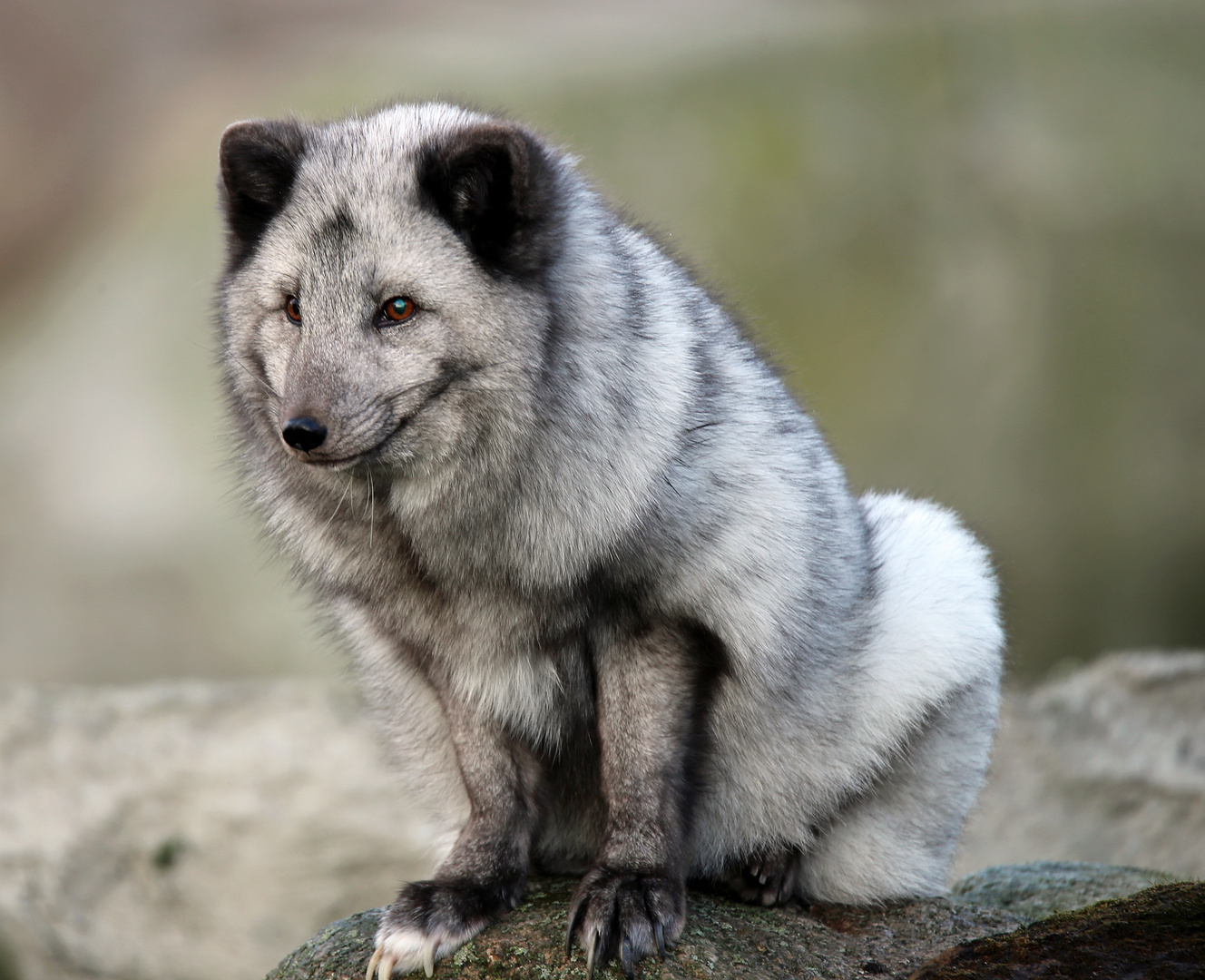 Polarfuchs, Vulpes lagopus