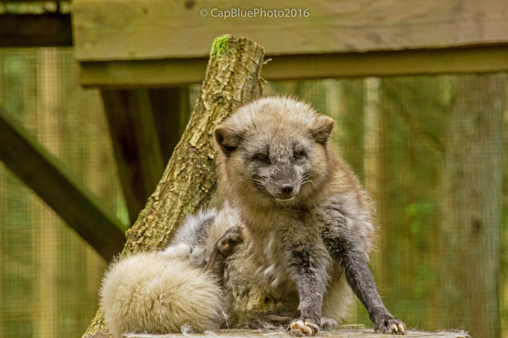 Polarfuchs zeigt seine Krallen