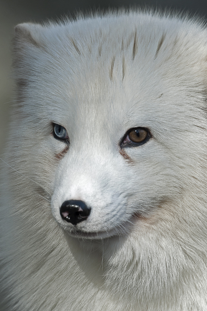 Polarfuchs.0140