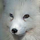 Polarfuchs.0140