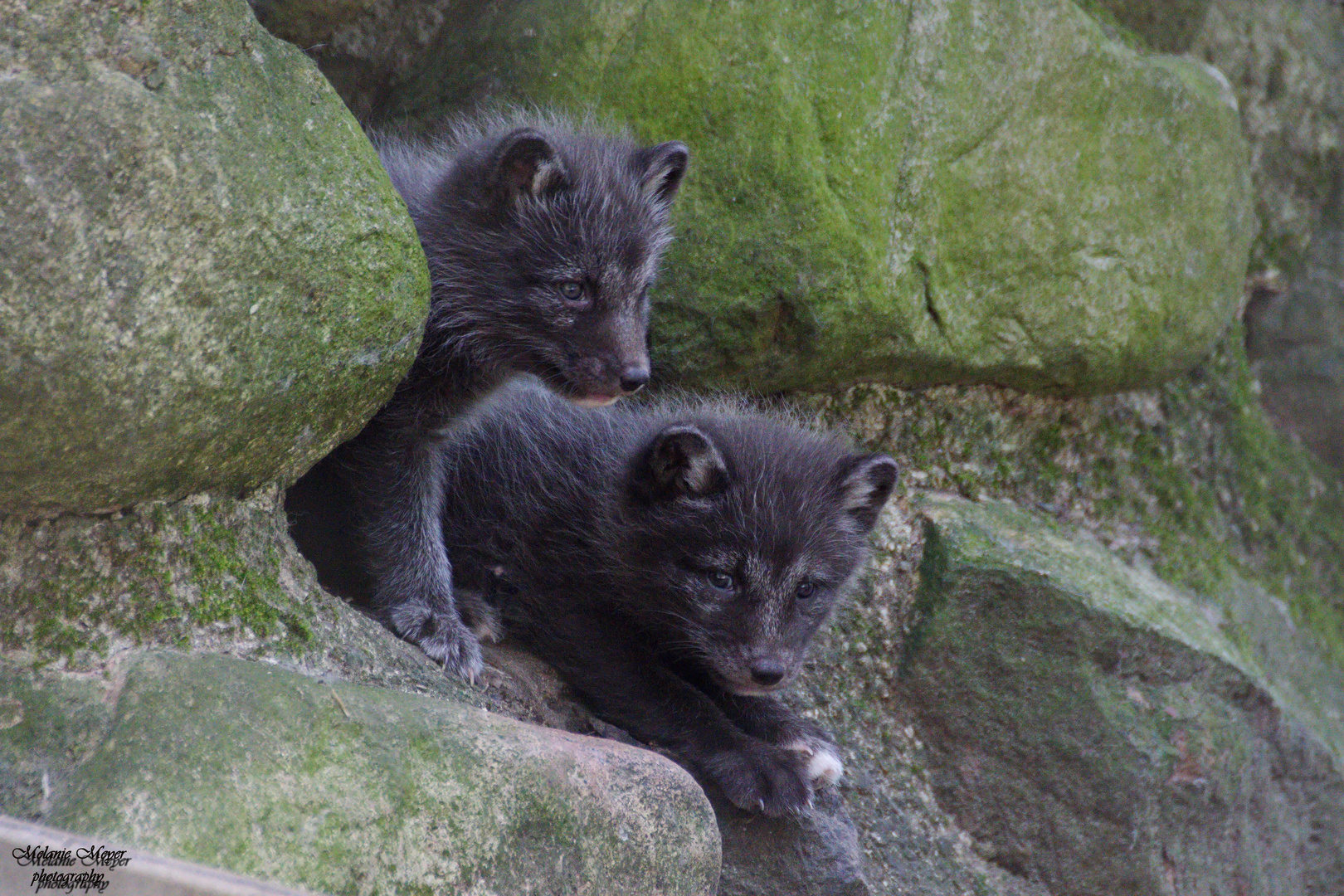Polarfuchswelpen 2 Foto Bild Natur Tiere Raubtiere Bilder Auf Fotocommunity