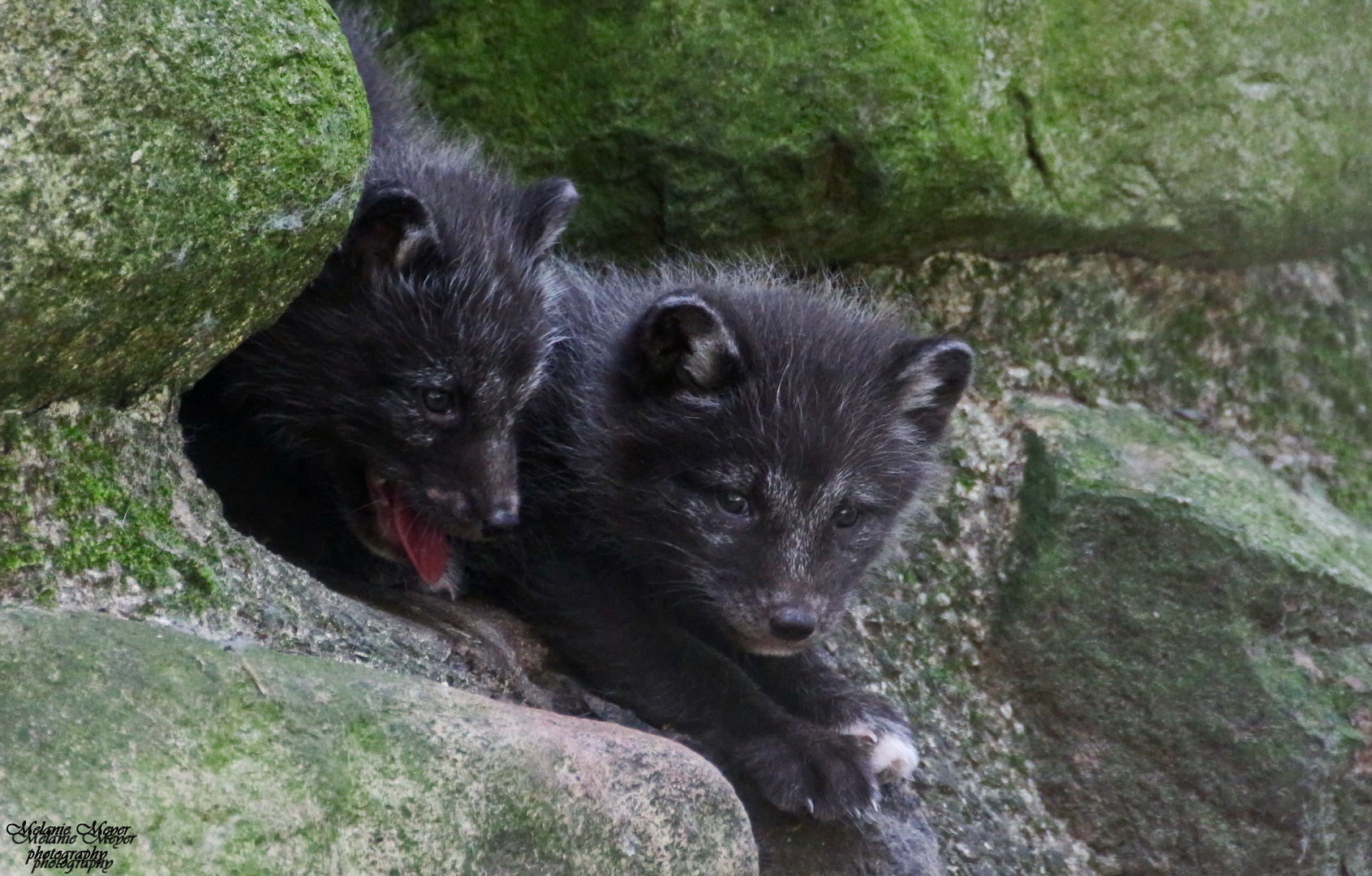 Polarfuchswelpen Foto Bild Natur Tiere Wildpark Bilder Auf Fotocommunity