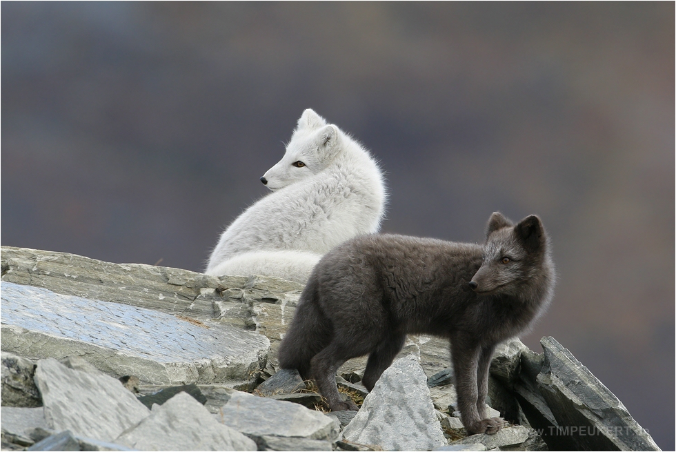 Polarfüchse in beiden Farbvarianten