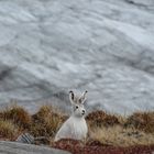 Polarhase vor dem Eisschild in Grönland