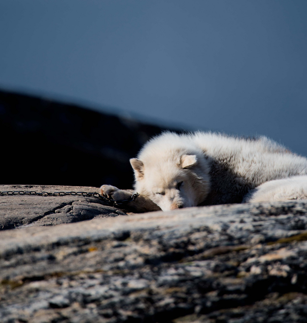 Polarhund