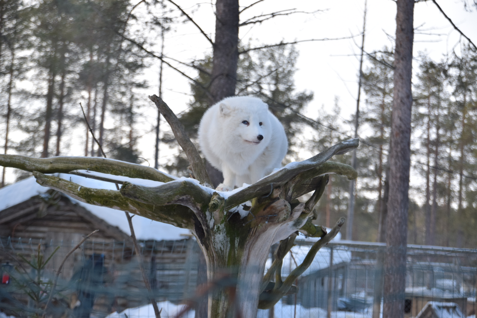 Polarhund