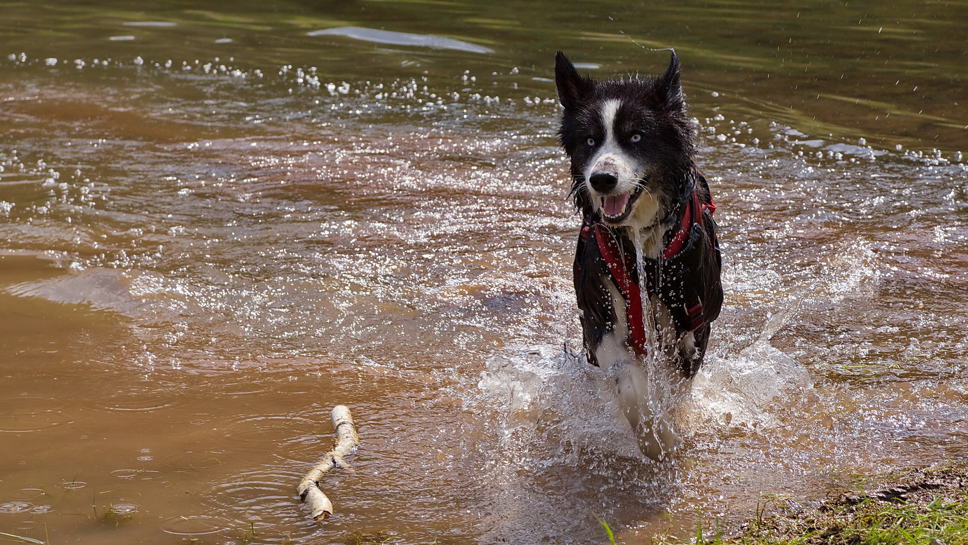 Polarhund kühlt sich ab.