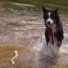 Polarhund kühlt sich ab.