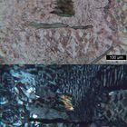 Polarisationsmikroskopie: Granitporphyr aus dem Schwarzwald