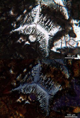 Polarisationsmikroskopie: Melilith mit Pflockstruktur