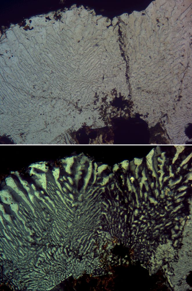 Polarisationsmikroskopie: Myrmekit in Mikropegmatit von Sudbury