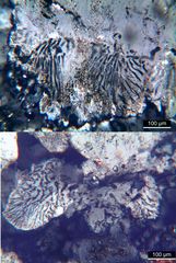 Polarisationsmikroskopie: Myrmekitische Verwachsung in Syenit
