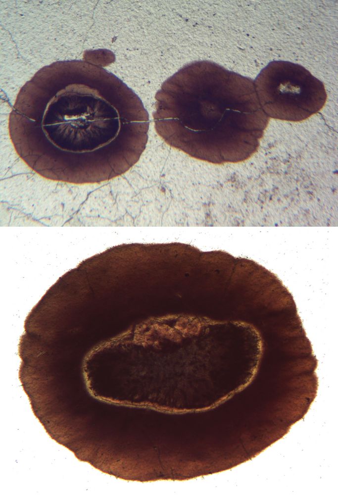 Polarisationsmikroskopie: Obsidian mit Sphärolithen