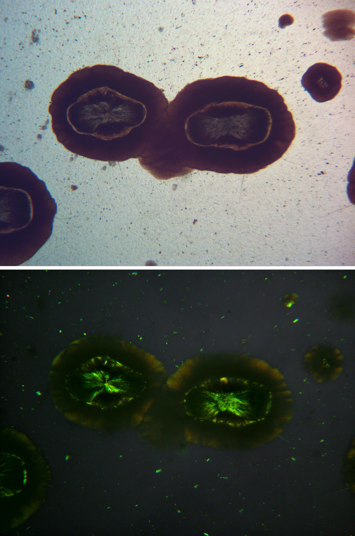 Polarisationsmikroskopie: Obsidian mit Sphärolithen