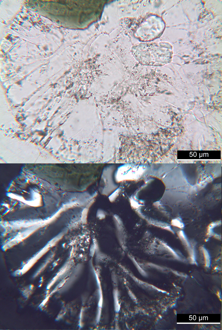 Polarisationsmikroskopie: Quarzdiorit aus dem Odenwald