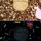 Polarisationsmikroskopie: Titanaugit in Nephelinbasalt