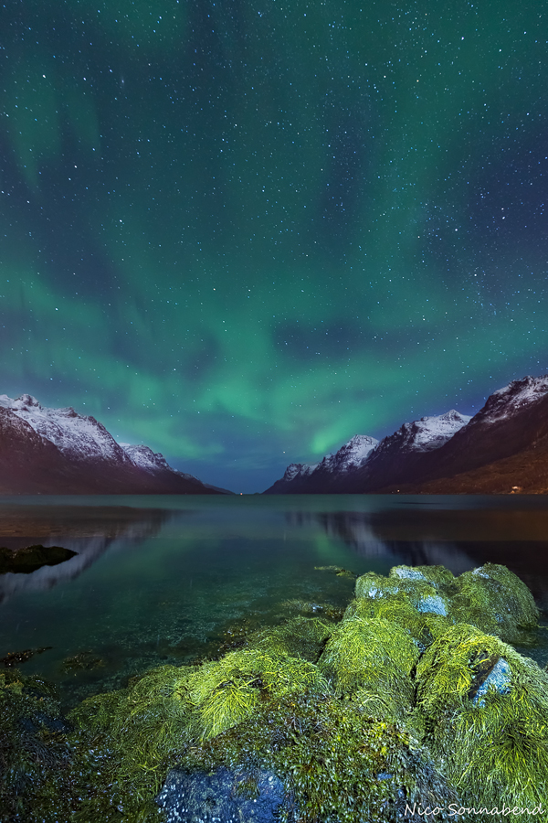 Polarlicht am Fjord