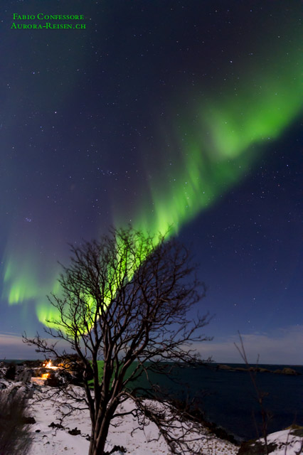 Polarlicht mit Baum