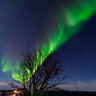 Polarlicht mit Baum