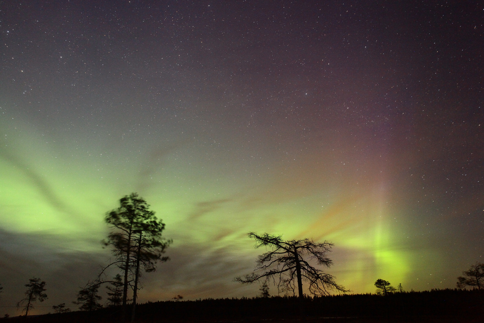 Polarlichter tanzen über einem Moor in Lappland