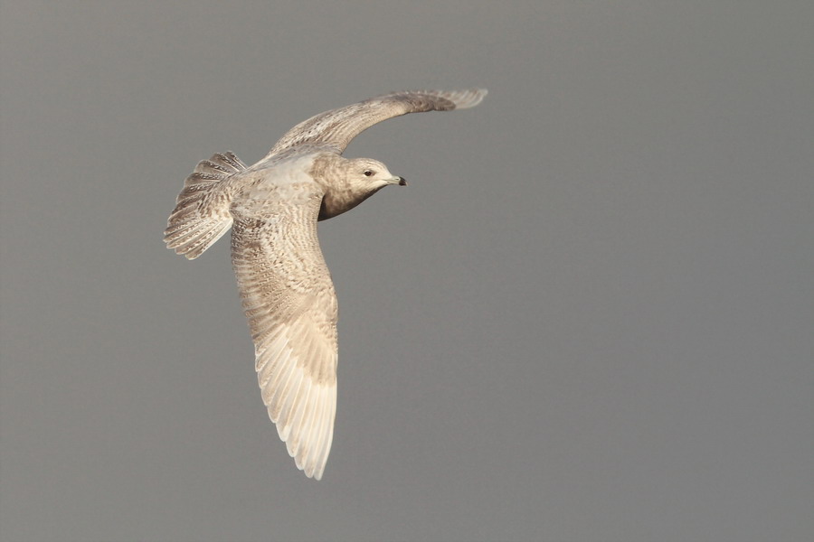 Polarmöwe 2 ( Larus glaucoides )