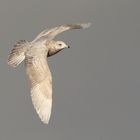 Polarmöwe 2 ( Larus glaucoides )