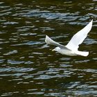 Polarmöwe - Larus glaucoides      .120_3609