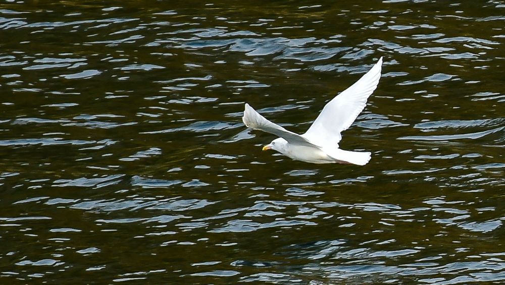 Polarmöwe - Larus glaucoides      .120_3609